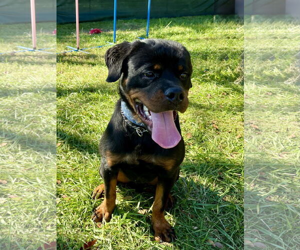 Medium Photo #2 Rottweiler Puppy For Sale in Mooresville, NC, USA