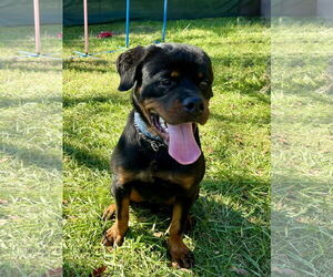 Ash - Male Rottweiler Dog for Adoption - Photo #2
