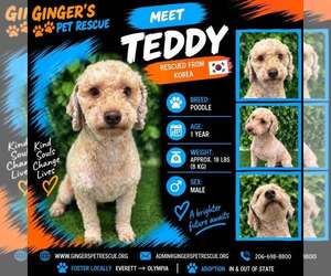 Teddy from Korea - Female Poodle (Toy) Dog for Adoption