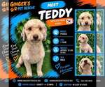 Teddy from Korea - Female Poodle (Toy) Dog for Adoption - Small photo