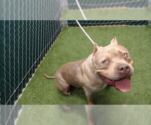 Mutt Dogs for adoption in Downey, CA, USA
