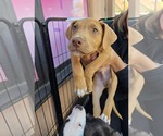 SR Puppy 4/21 - Female American Pit Bull Terrier-American Staffordshire Terrier Mix Dog for Adoption - Small photo