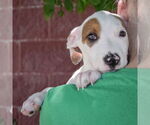 Small #4 American Staffordshire Terrier-Boxer Mix
