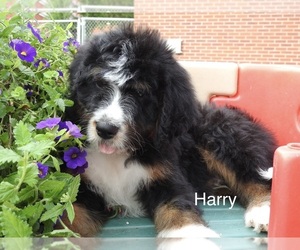 Medium Bernedoodle