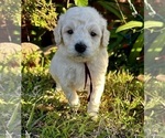 Small #5 Goldendoodle