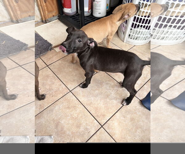 Medium Photo #6 American Staffordshire Terrier-Unknown Mix Puppy For Sale in Tracy City, TN, USA