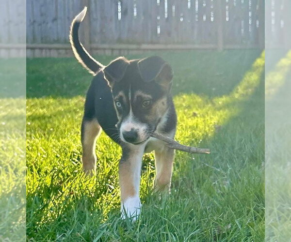 Medium Photo #7 Siberian Husky-Unknown Mix Puppy For Sale in Germantown, OH, USA