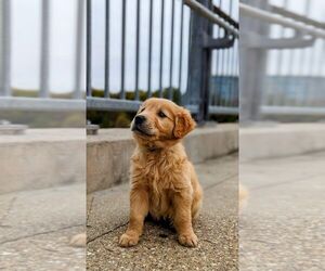 Golden Retriever Dogs for adoption in LEANDER, TX, USA