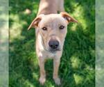 Small #20 Labrador Retriever Mix