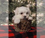 Puppy Blitzen Maltese