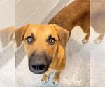 Small #1 Black Mouth Cur Mix
