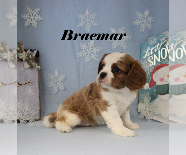 Medium Photo #2 Cavalier King Charles Spaniel Puppy For Sale in CHANUTE, KS, USA