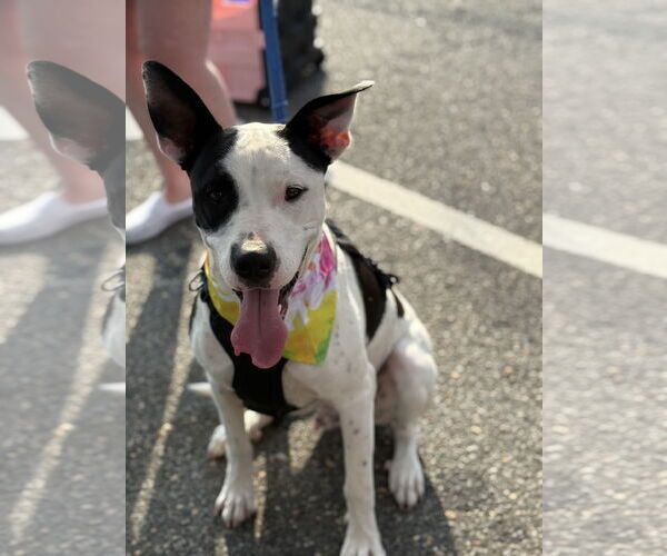 Medium Photo #3 Bullypit Puppy For Sale in Oakhurst, NJ, USA