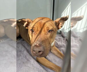 Mutt Dogs for adoption in Stockton, CA, USA