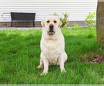 Small #1 Labrador Retriever