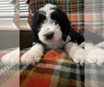 Small Photo #3 Bernedoodle Puppy For Sale in DAYTON, NV, USA