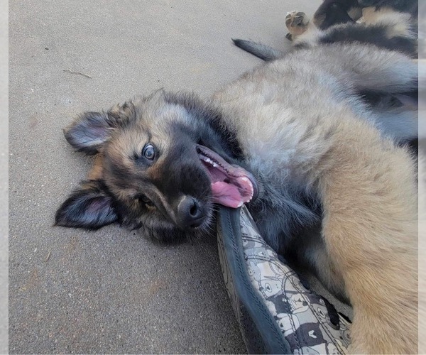 Medium Photo #1 German Shepherd Dog Puppy For Sale in ANGLETON, TX, USA