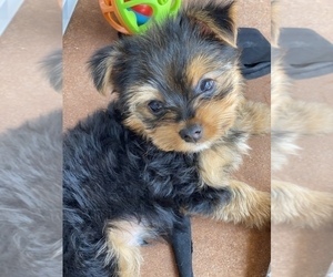 Yorkshire Terrier Puppy for sale in UNIVERSAL CITY, TX, USA