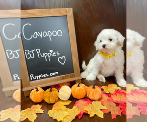 Cavapoo Puppy for sale in NOVI, MI, USA