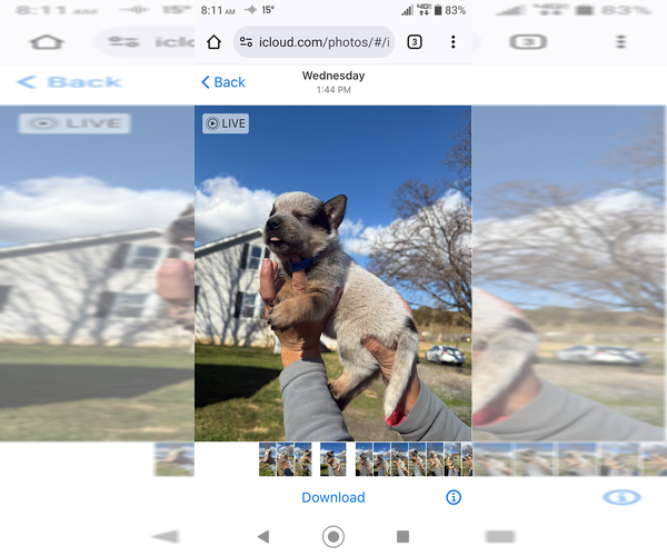 Medium Photo #3 Australian Cattle Dog Puppy For Sale in CHURCHVILLE, VA, USA