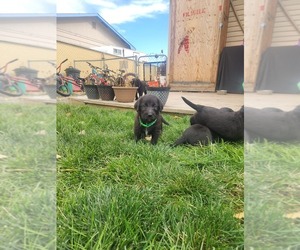 Labradoodle Puppy for Sale in MONTROSE, Colorado USA