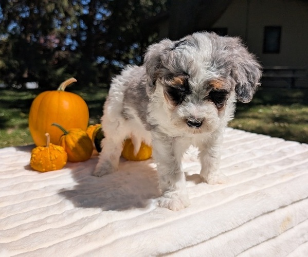 Medium Photo #11 Miniature Bernedoodle Puppy For Sale in GOSHEN, IN, USA