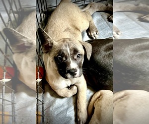 Medium Cane Corso-French Bulldog Mix