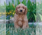 Puppy 3 Golden Retriever-Poodle (Toy) Mix