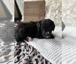 Small #14 Bernedoodle