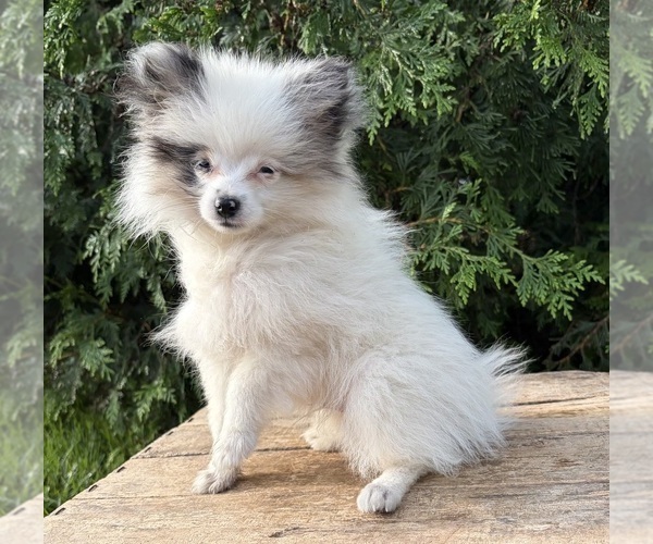 Medium Photo #1 Pomeranian Puppy For Sale in MIDDLEBURY, IN, USA