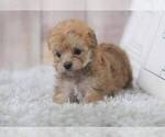 Small Photo #8 Morkie-Unknown Mix Puppy For Sale in FULLERTON, CA, USA