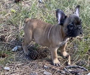 French Bulldog Puppy for sale in HUSON, MT, USA