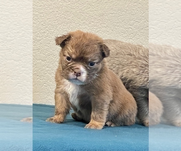 Medium Photo #7 English Bulldog Puppy For Sale in SAVANNAH, GA, USA