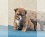Small Photo #7 English Bulldog Puppy For Sale in SAVANNAH, GA, USA