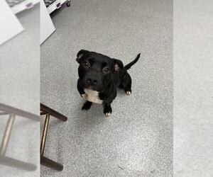 American Pit Bull Terrier-Unknown Mix Dogs for adoption in Pasadena, TX, USA