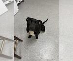 Small American Pit Bull Terrier Mix