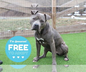 American Pit Bull Terrier Dogs for adoption in Chestertown, MD, USA