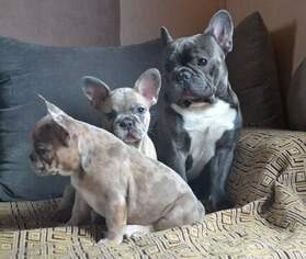Father of the French Bulldog puppies born on 10/02/2018