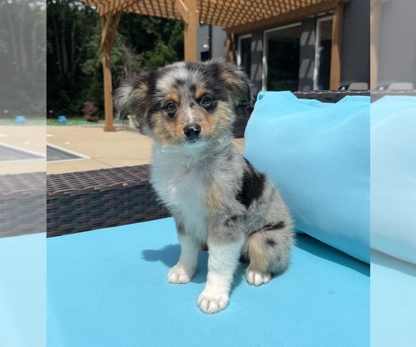 Medium Photo #3 Australian Shepherd Puppy For Sale in FRANKLIN, IN, USA