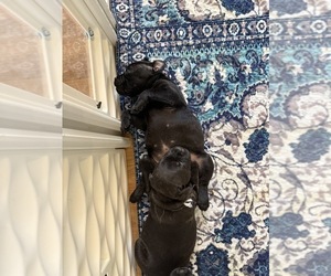 Medium Staffordshire Bull Terrier