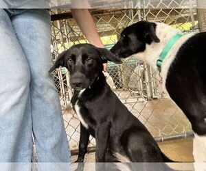 Border Collie-Unknown Mix Dogs for adoption in Shreveport, LA, USA