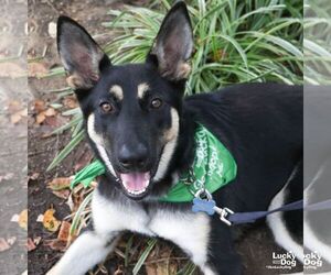 Eazy - Female German Shepherd Dog-Unknown Mix Dog for Adoption - Photo #4