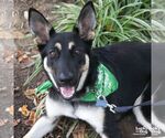 Small Photo #4 German Shepherd Dog-Unknown Mix Puppy For Sale in Washington, DC, USA