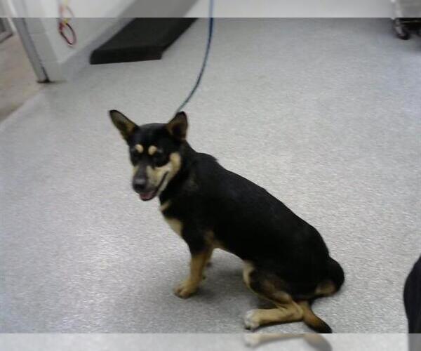 Medium Photo #1 German Shepherd Dog-Unknown Mix Puppy For Sale in Pasadena, TX, USA