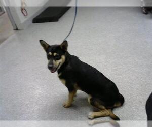 German Shepherd Dog-Unknown Mix Dogs for adoption in Pasadena, TX, USA