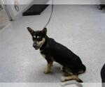 Small German Shepherd Dog Mix