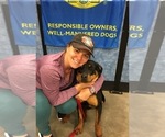 Small Photo #10 Rottweiler Puppy For Sale in CHARLESTON, WV, USA