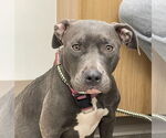 Small #1 American Staffordshire Terrier Mix