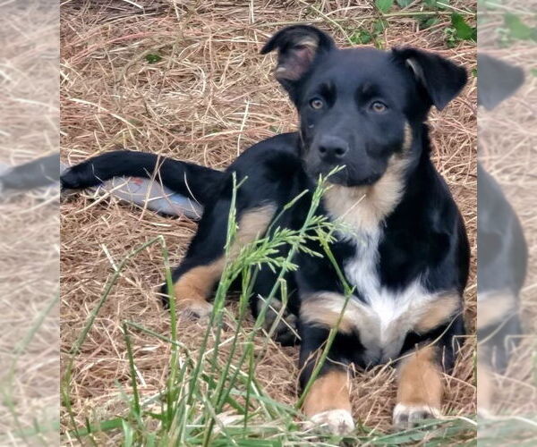 Medium Photo #13 Mutt Puppy For Sale in Crystal, MN, USA