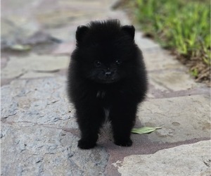 Pomeranian Puppy for sale in MISSION, TX, USA